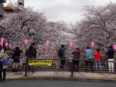 東京・桜の人気スポット満開の目黒川～目黒天空庭園～山種美術館を訪れて