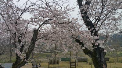 サクラヒルズのSakura table始まりました