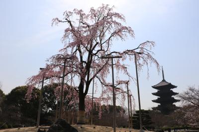 東寺の枝垂れ桜に再会