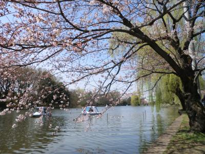 桜咲く石神井公園