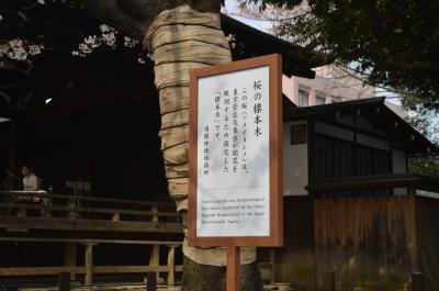 標準木の桜の開花を愛でる、靖国神社の巻