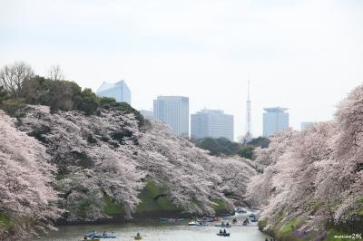 2016 桜満開の千鳥ヶ淵