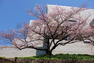 桜を追いかけて−１　最高裁判所から　国立劇場へ
