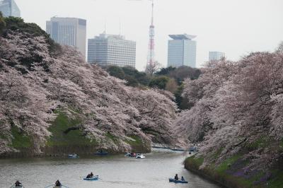 千鳥ヶ淵・靖国神社の桜　たのしみました！