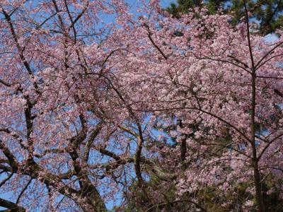 世界遺産、秀吉の桜（醍醐寺）