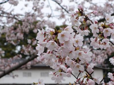 2016年 春期 皇居 乾通り 通り抜けからの千鳥ヶ淵、武道館、田安門の桜