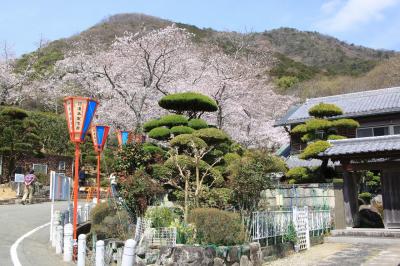 童謡の里　龍野の古い街並みと桜めぐり