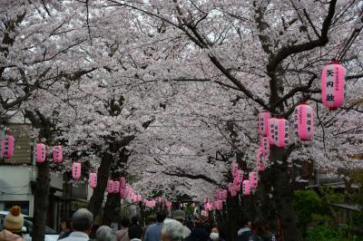 横浜　称名寺　桜まつり（福祉お花見バザー）　桜は満開です！　２０１６年４月２日