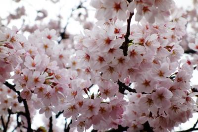 2016井の頭公園のお花見　5分～7分咲き