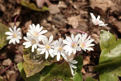 福井再発見　越前にも雪割草！かわいっい～！