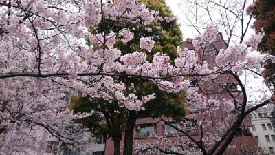 咲いた～！花見だ～！浅草へ！＼(^_^)(^_^)／