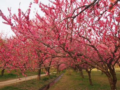 日本一の花桃の里【古河桃まつり】に花桃を見に出かけました