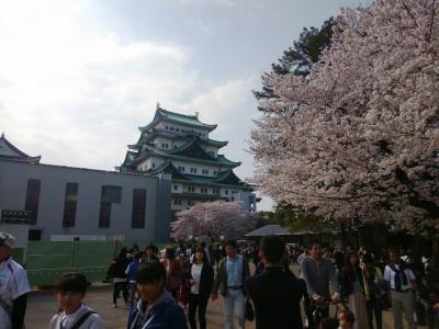 再建を待つ桜満開の名古屋城