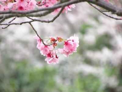 昭和記念公園　花曇り