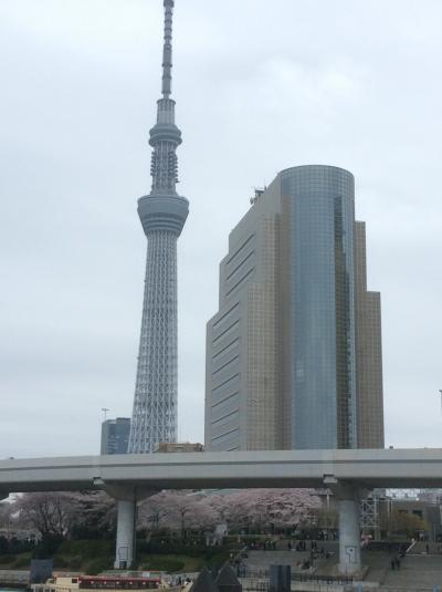 浅草→浜離宮　お花見水上クルーズ