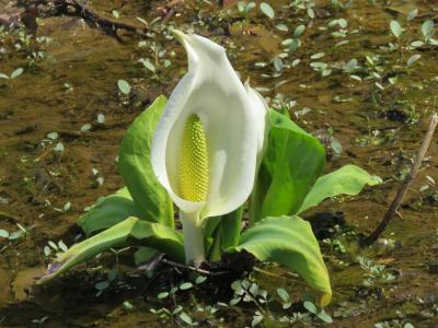 カタクリの花を見に弟富士山へのハイキング③武州日野の水芭蕉園へ