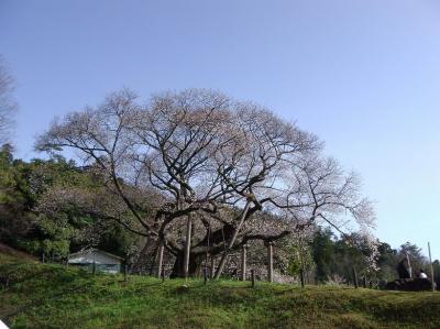 三隅大平桜