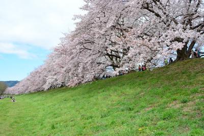今日も今日とて京都の桜三昧！2016年
