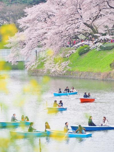 東京桜大満喫♪皇居乾通り一般公開・東御苑から千鳥ヶ淵へ　