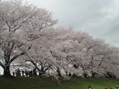 背割り堤の満開の桜