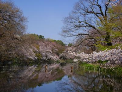 桜サクラさくら～♪＠出勤前の井の頭公園