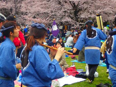 「武蔵野桜堤」の桜と「都立小金井公園」桜まつりを観る