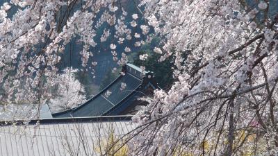 身延山の枝垂れ桜が満開