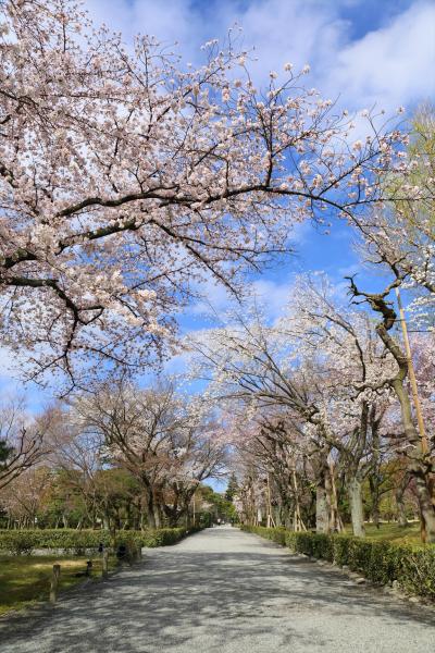 京都を歩く(236) 春爛漫，桜満開の京都へ