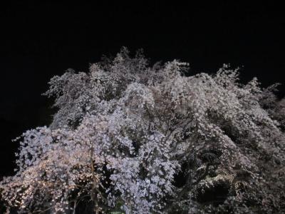 六義園 ～桜便り～