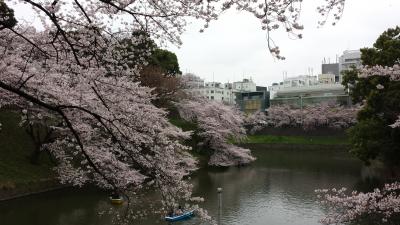 千鳥ヶ淵→靖国神社→市ヶ谷→東京  桜散歩♪夕方龍ヶ崎般若院の古木しだれ桜に酔いしれる