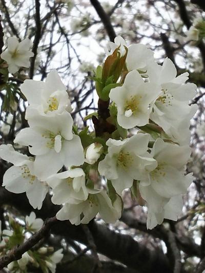 早朝花見へ行って来ました。（横須賀市走水水源地）