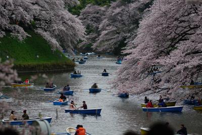 桜の名所、千鳥ヶ淵 散策。