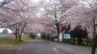 2016年先頭平閘門の桜のトンネル