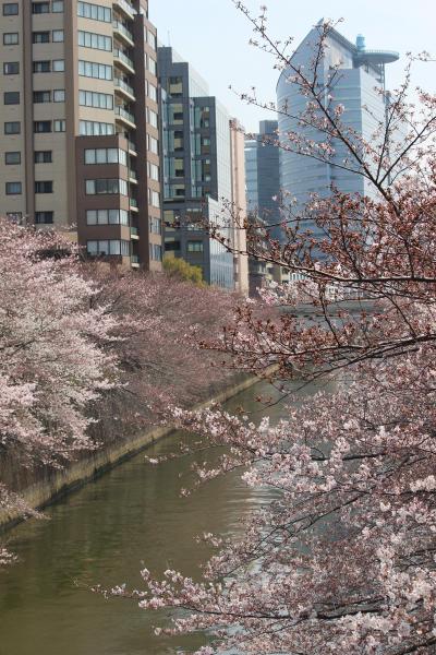 目黒川の桜もキレイでした！