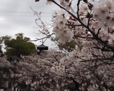 2016京都花見旅　今年は「梅津」さんで！