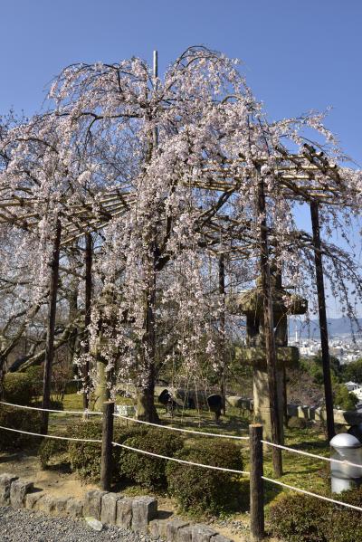 2016年の京都桜の花見は、1週間位早すぎたが、(;へ;)、グルメ重視の旅は成功！MICHELINのレストランガイドで☆☆☆の料亭「 京懐石 吉泉」のお料理は素晴らしかった  v(*'-^*)-☆