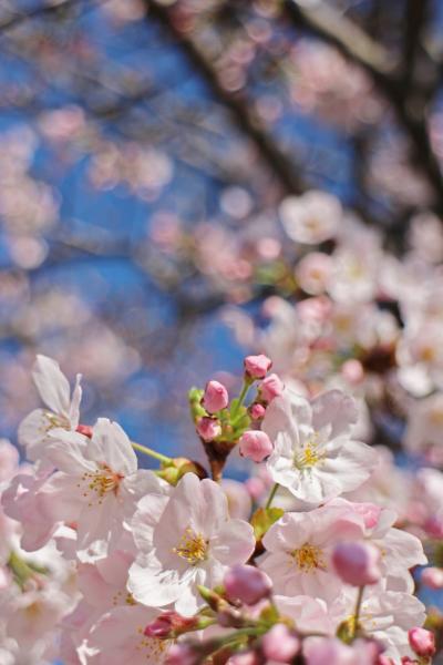 待ちに待ったさくら日和のさくら散歩☆今年の『花の道』もキレイです～♪