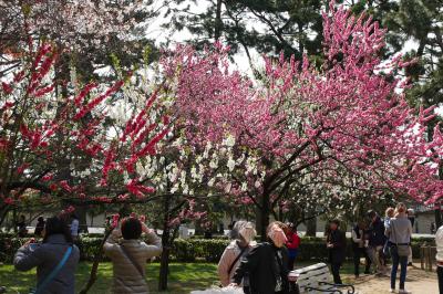 春の京都～桜にはまだ早かった～