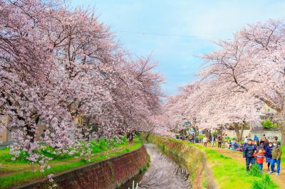 春の桜散歩③～大和千本桜～