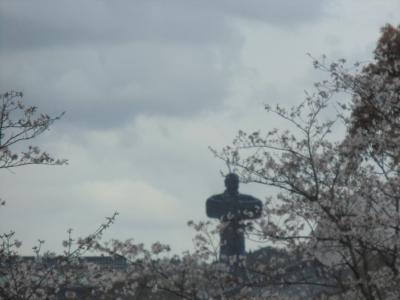 弥五郎の里桜まつりを見に行ってみました　※鹿児島県曽於市