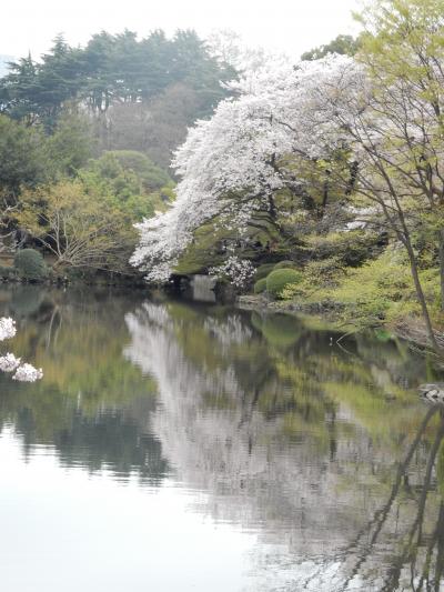 桜散歩2016～新宿御苑～