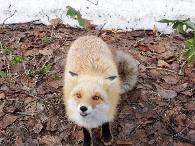 季節外れの富良野でグルメと温泉