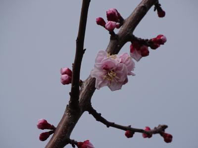 ２０１６年　あんずの花