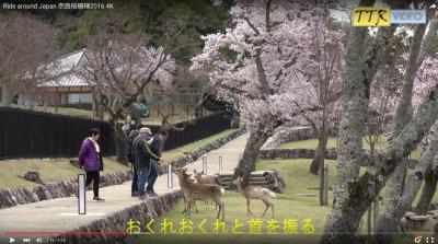 4K動画で見る　2016年　奈良公園の桜