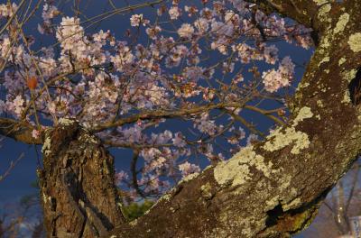 2016年、花を愛でる花見