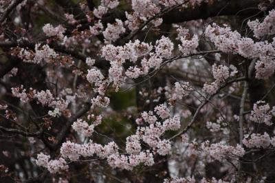 千葉公園の桜①