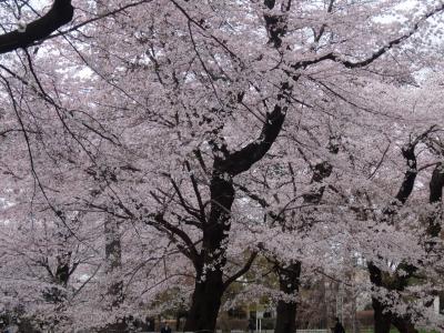 さくらはな 大宮公園と赤羽桜堤緑地の桜を見てきました。