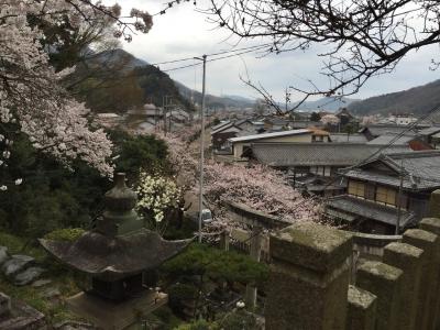 水の清らかな垂井・醒井をてくてく。