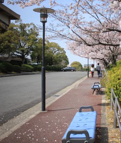 桜sakura旅Part３　愛知学院大学日進キャンパスと日進五色園の桜を愛でる♪