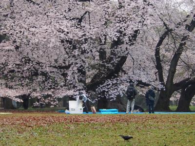 目黒川、千鳥ヶ淵、砧公園、夜桜ならぬ朝桜を見に行く。